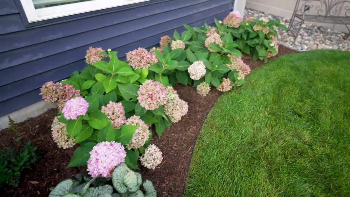 Woodbury Landscaper: Backyard Landscape and Patio Project by Minnesota Landscapes, Patio & Hardscape Woodbury Landscaper: Backyard Landscape and Patio Project by Minnesota Landscapes, Patio & Hardscape
