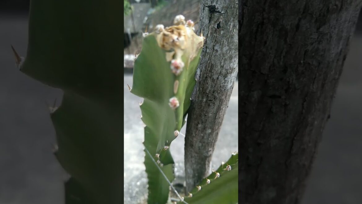 Dragon fruit flower #dragonflower #dragonfruitplant #plants #garden#trending #shorts #fruit #organic Dragon fruit flower #dragonflower #dragonfruitplant #plants #garden#trending #shorts #fruit #organic