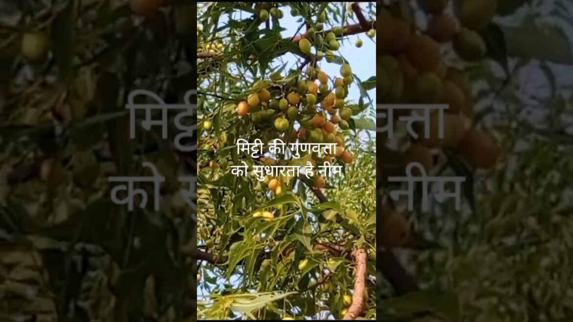 नीम का Plant #nature #neem fertilizer #gardening #shorts#viralshorts