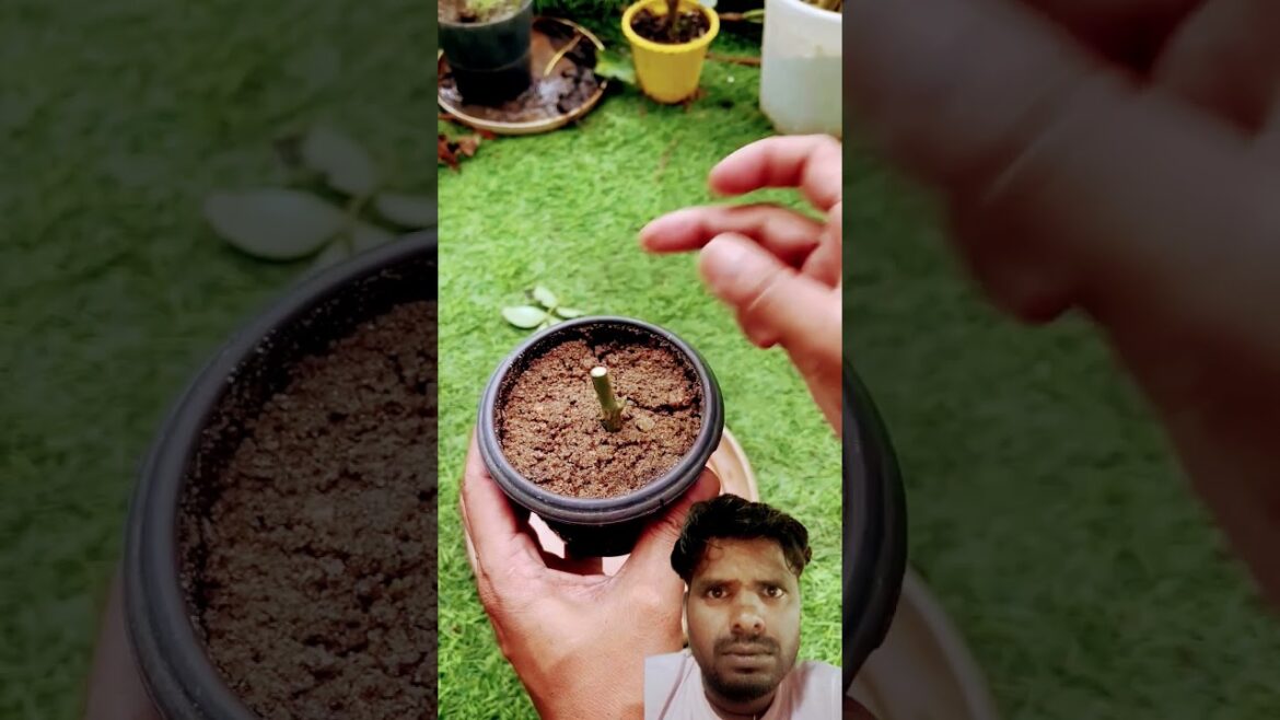 #Shorts #youtubeshorts #viralshorts #Viral #Mita’sgardeningtrick #Shorts #youtubeshorts #viralshorts #Viral #Mita'sgardeningtrick