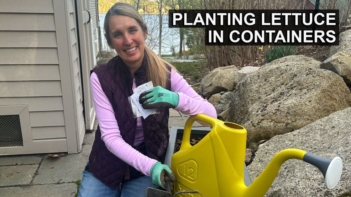 Easy Lettuce Planting 🥬  | Vegetable Container Gardening