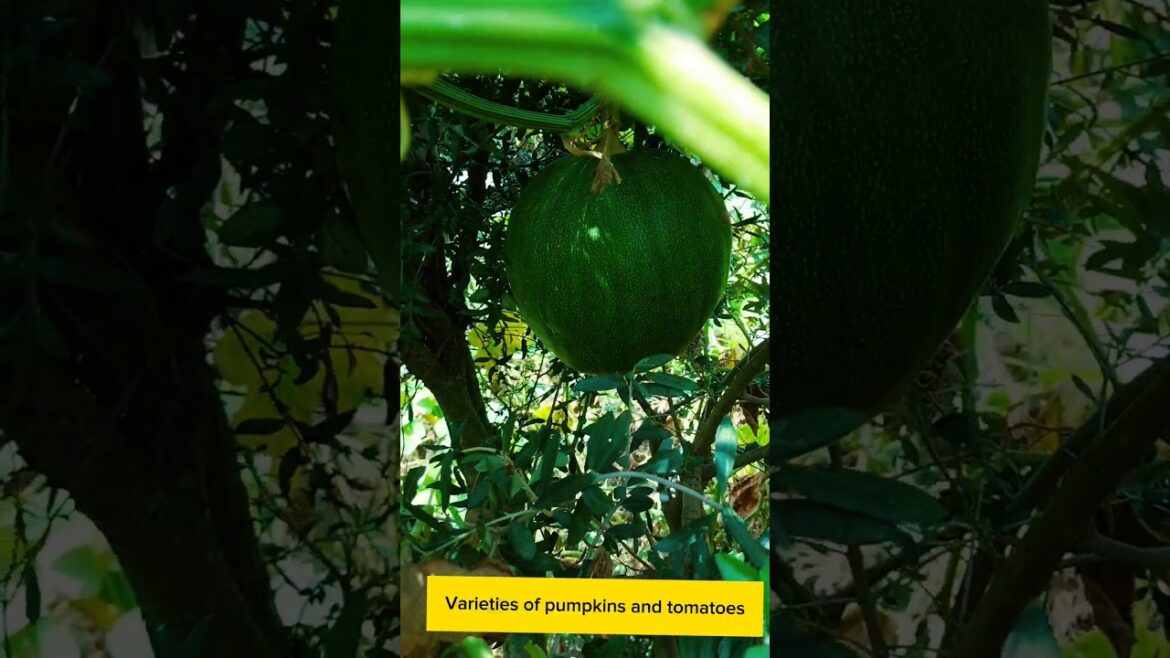 variety of pumpkins and tomatoes #shorts #pumpkin #vegetablegardening