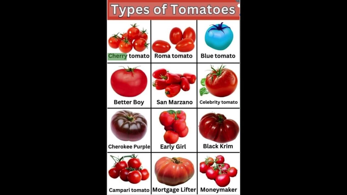 Types of tomatoes | Names with Pictures | English Vocabulary @StartFromScratch.