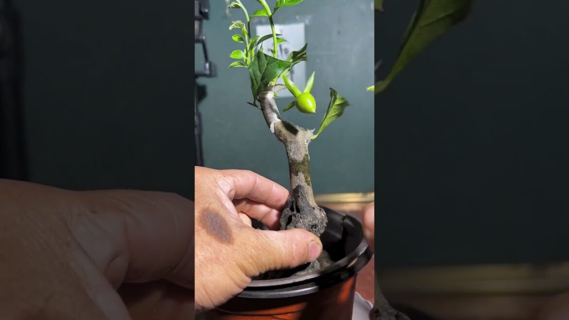 crafting #gardeningtips #gardenfarmlife #fruit #usagardening