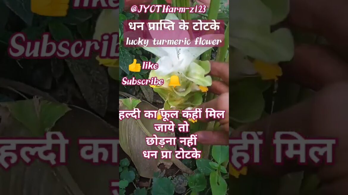 The Evolution of Lucky Star: A Change in Trends