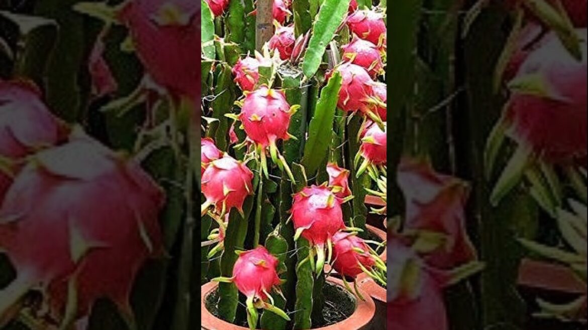 A Plant Everyone Should Try! #garden #homegrown #organicgarden #shorts