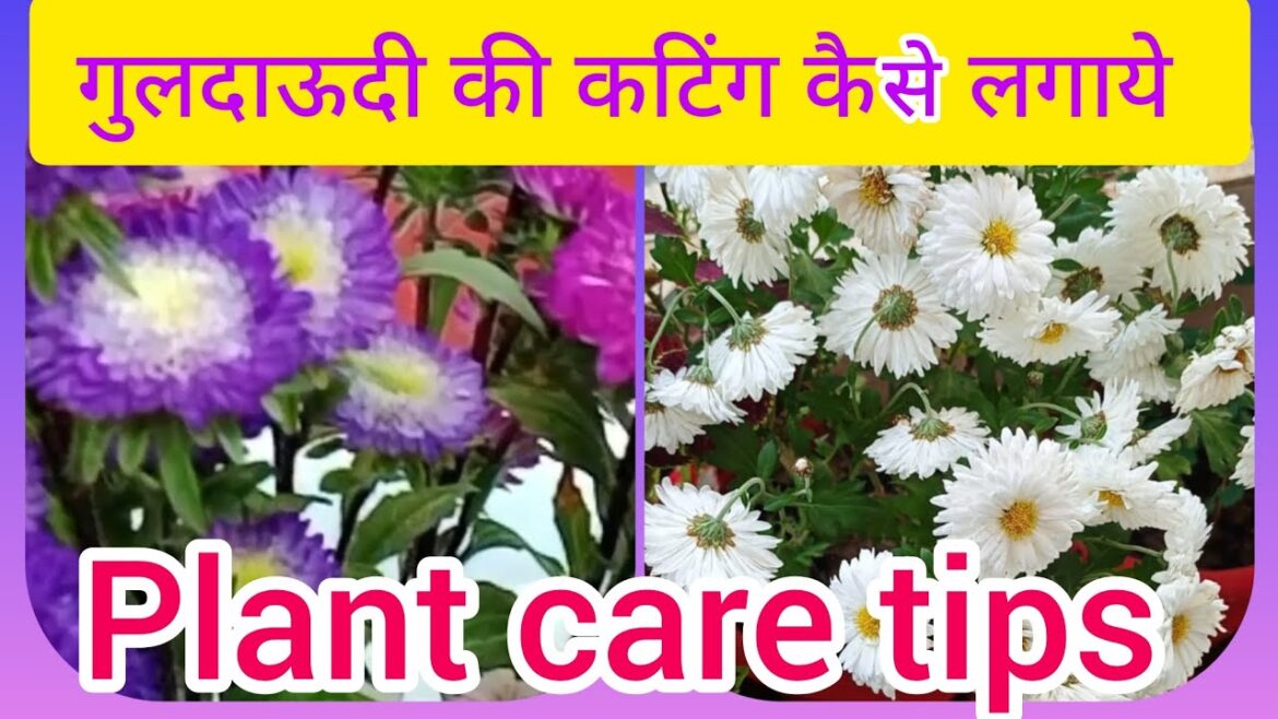 गुलदाउदी की कटिंग कैसे लगाये☘️ chrysanthemum plant care tips #gardening#plants#flowers गुलदाउदी की कटिंग कैसे लगाये☘️ chrysanthemum plant care tips #gardening#plants#flowers