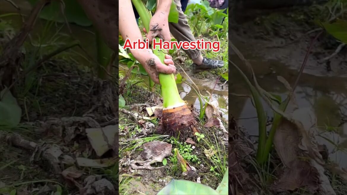 Arbi Harvesting 😋 #short #shorts #shortfeed #arbi #kochu #taro #vegetable