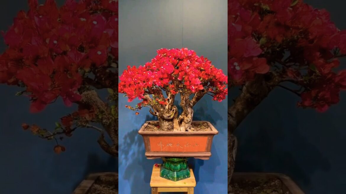 How to Care for Bougainvillea Bonsai (Tips & Tricks #shorts