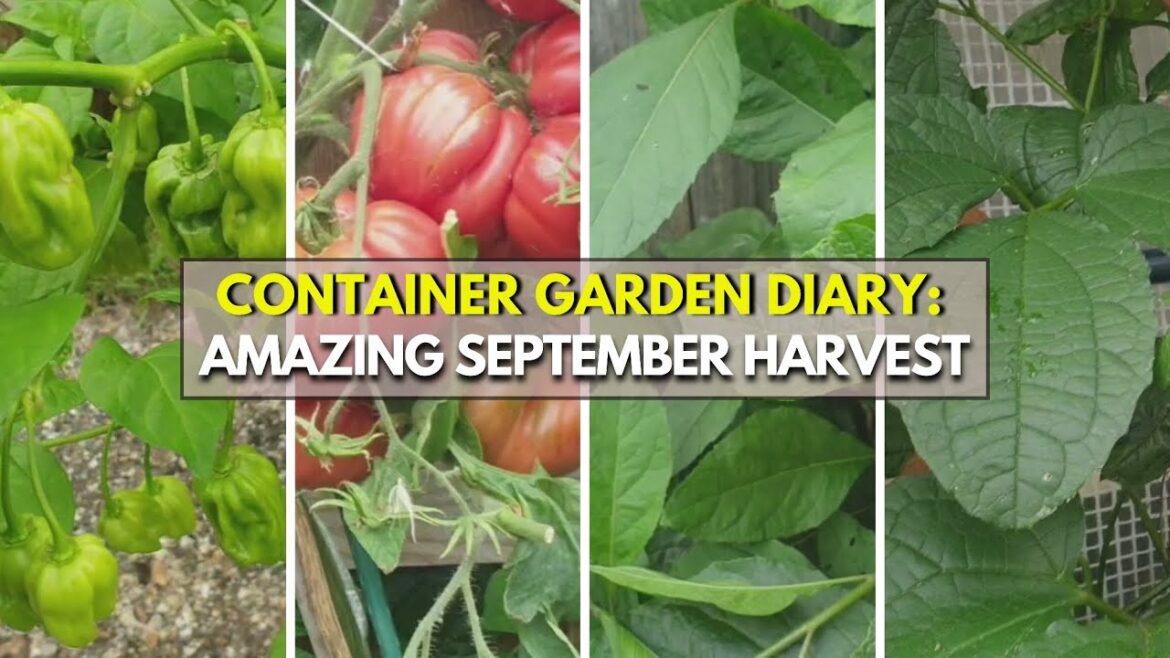 Epic September Harvest: Massive Bumper Crop from Our Container Garden