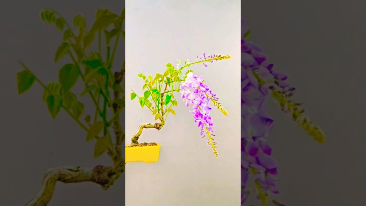 Stunning Bonsai  Growing Trees in Tiny Pots #funnygalaxy38