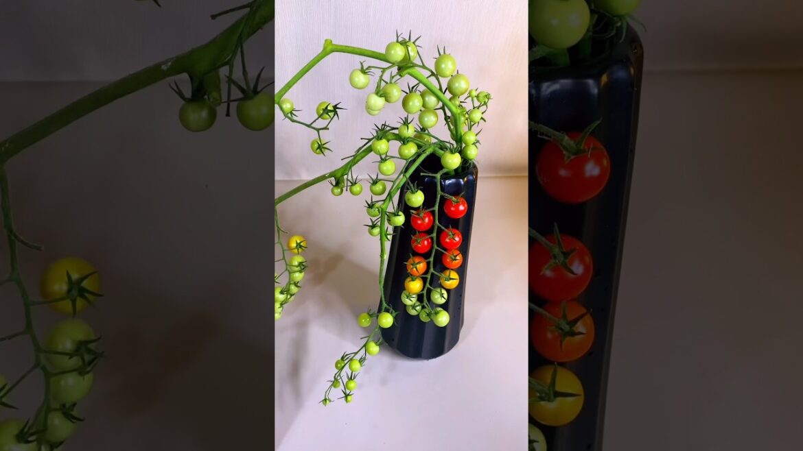 Carnations and mini Tomatoes #flowerarrangment