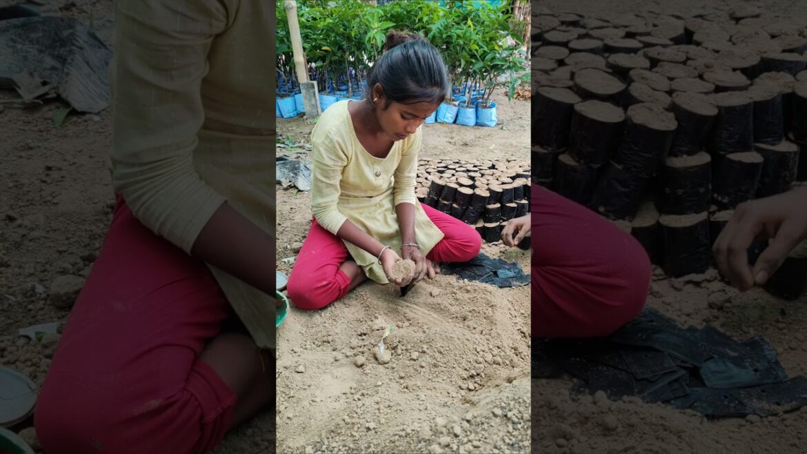 Village Girl’s Quick Guide: Easy Way to Fill Nursery Grow Bags 🌱🌸 #shorts #short #shortvideo Village Girl's Quick Guide: Easy Way to Fill Nursery Grow Bags 🌱🌸 #shorts #short #shortvideo