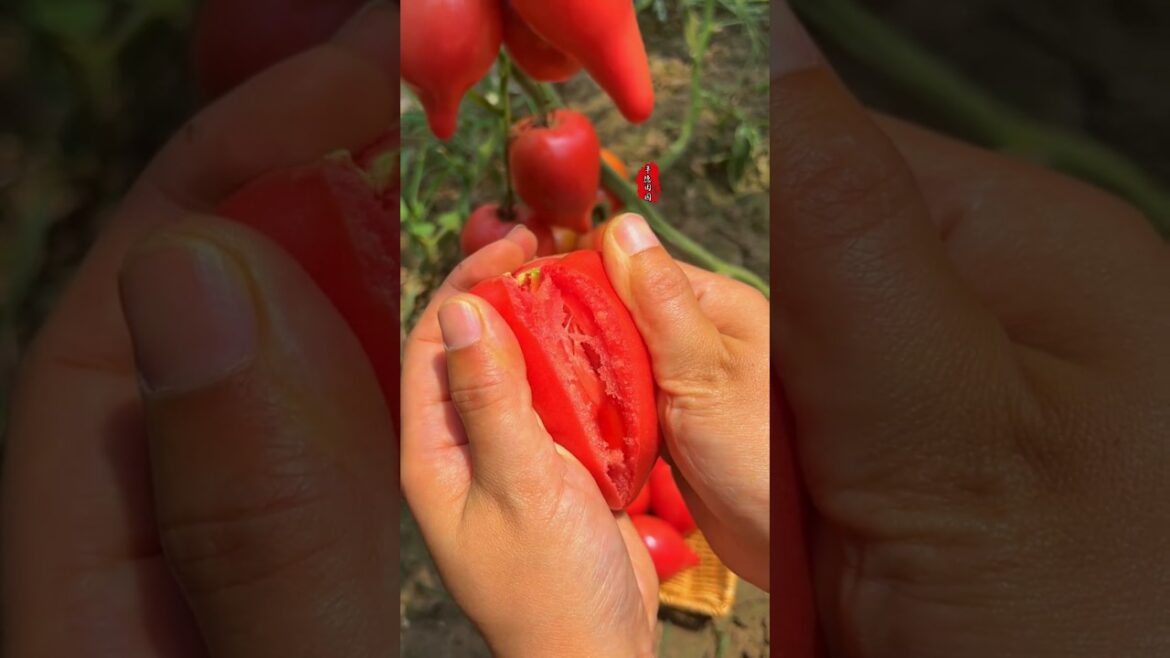 Plant some delicious tomatoes to add a different flavor to summer. The seedlings are in the lower