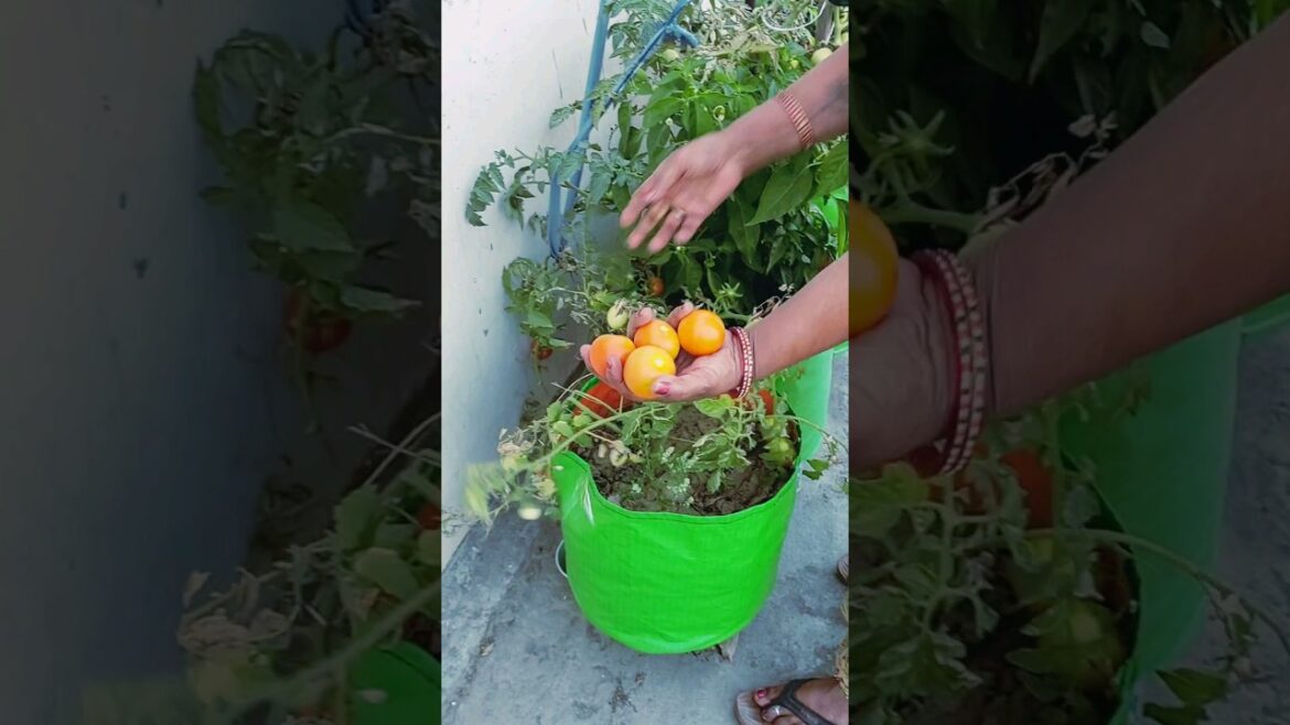 #terracegarden #vegetablegardening #gardening #garden