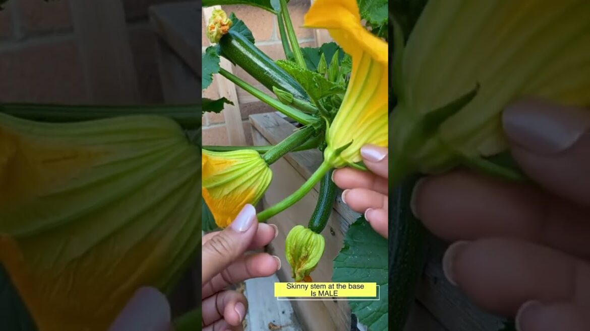 how to pollinated zucchini | #zucchinigrowing #pollinatedzucchini #agricultureshortvideo how to pollinated zucchini | #zucchinigrowing #pollinatedzucchini #agricultureshortvideo