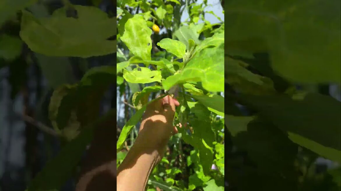 Daily life gardener by meimei / tips for growing/ enjoy with organic vegetable #shorts #gardening