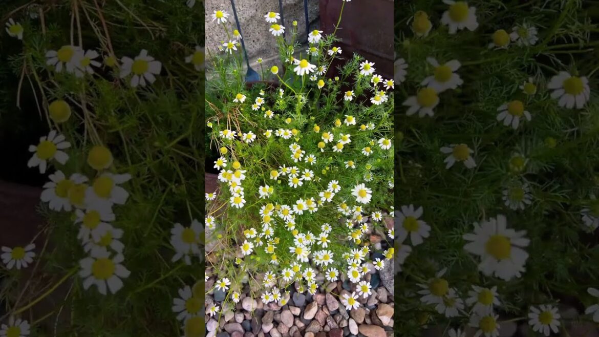 German Chamomile • herb / @pjmans #herbs #gardenshorts #flowers #containergardening #zone5 #plants German Chamomile • herb / @pjmans #herbs #gardenshorts #flowers #containergardening #zone5 #plants