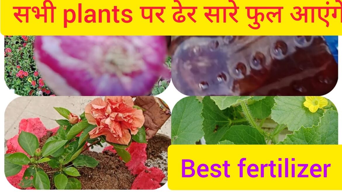 सभी plants पर ढेर सारे फुल आएंगे How to get more flowers from plant #gardening#fertilizer सभी plants पर ढेर सारे फुल आएंगे How to get more flowers from plant #gardening#fertilizer