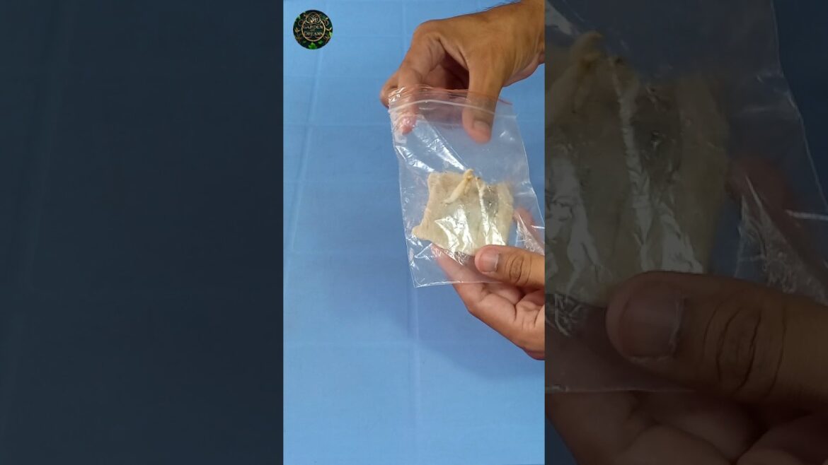 How To Grow Ajwa Date Palm Tree from Seed #shorts #gardening #tips How To Grow Ajwa Date Palm Tree from Seed #shorts #gardening #tips