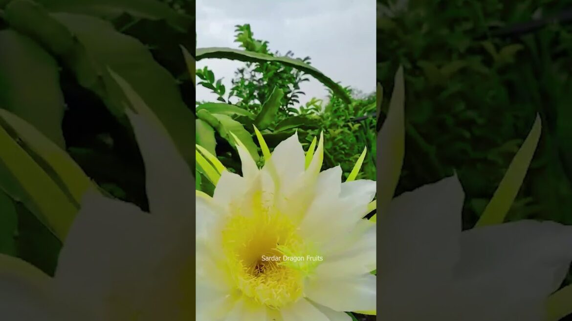 Golden Dragon Fruit Golden Dragon Fruit