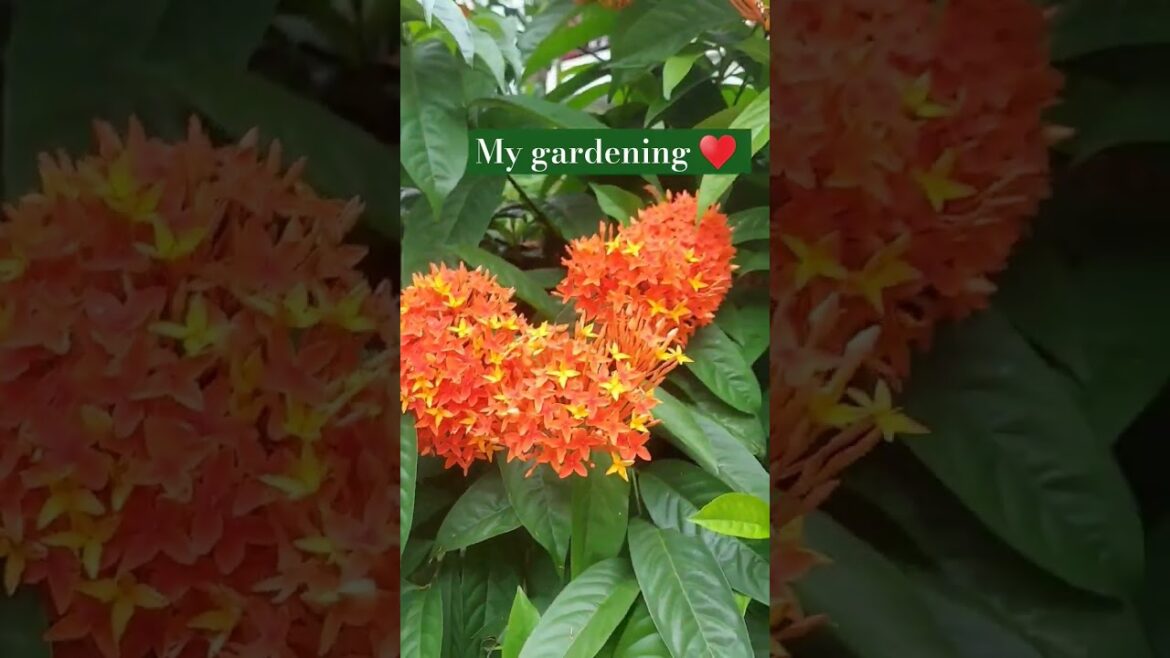 Flower  gardening 🌼 🌸 🌻 🌹 ,fuler began #volag #nature #shorts , ##volag #relaxingmusic #music #reels Flower  gardening 🌼 🌸 🌻 🌹 ,fuler began #volag #nature #shorts , ##volag #relaxingmusic #music #reels