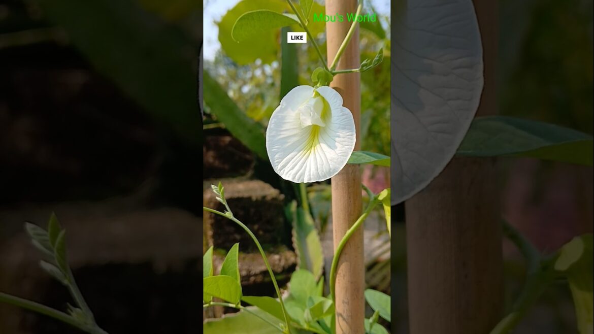 Beautiful Butterfly Pea flower #ytshorts #gardening #flowergarden #viralshorts