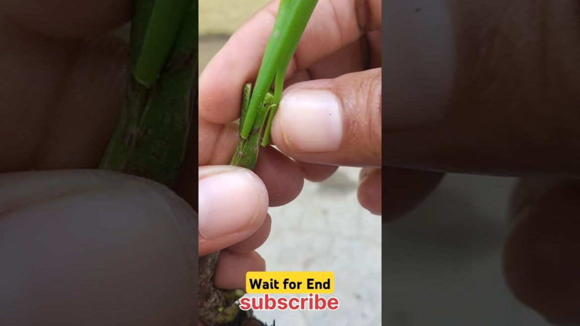 Planting fruit tree / how to graft an mango plant #shorts #grafting  #farming #viral #ytshorts