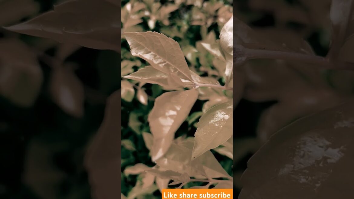 Easy and Beautiful Flower Garden Inspiration // How to Create a Stunning Garden(easy decor)#34