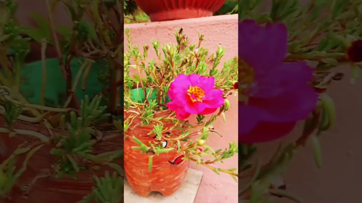 Gardening #jiyagarden #flowers #garden #shorts Gardening #jiyagarden #flowers #garden #shorts