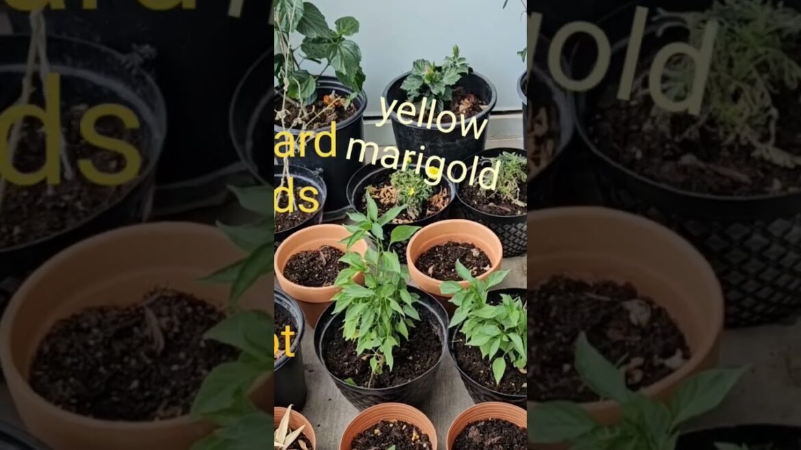 My plants in Balcony, in winter😍 and summer😭😭,AZ,USA🙂😢