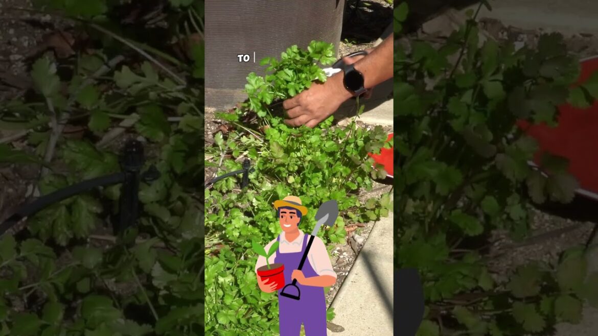 Harvesting Cilantro (Coriander): Cool Season Greens for Your Garden!