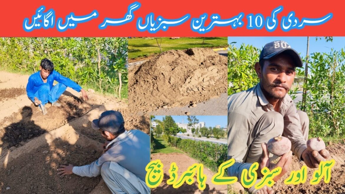 Home Vegetable Garden | Home Vegetable Gardening Tips | How to Grow Winter Season 2024 Vegetables Home Vegetable Garden | Home Vegetable Gardening Tips | How to Grow Winter Season 2024 Vegetables