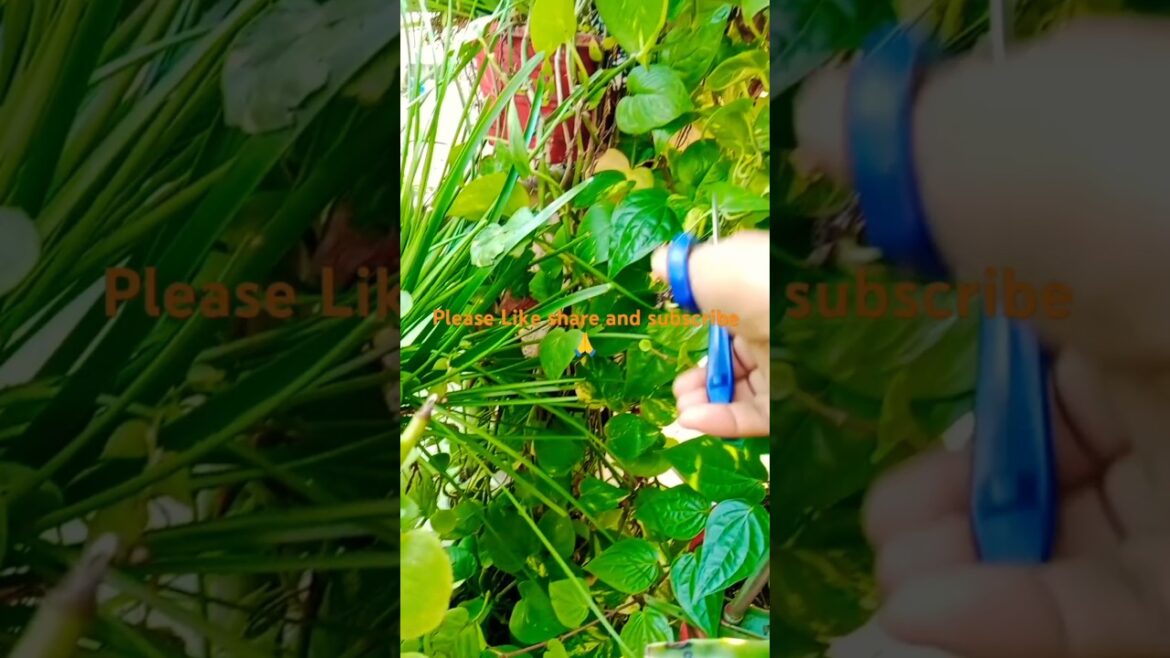 Water Propagatiion : The Easiest Way to Your Multiple Houseplants#shorts#gardening #viralshort Water Propagatiion : The Easiest Way to Your Multiple Houseplants#shorts#gardening #viralshort