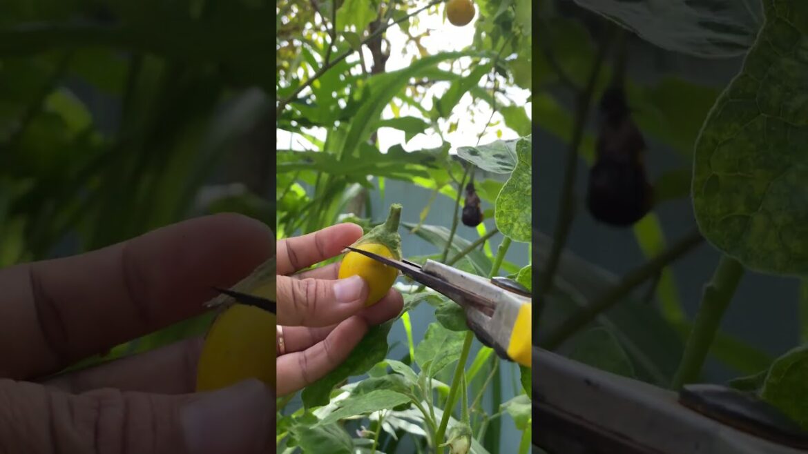 Daily life gardener by meimei / tips for growing/ enjoy with organic vegetable #shorts #gardening