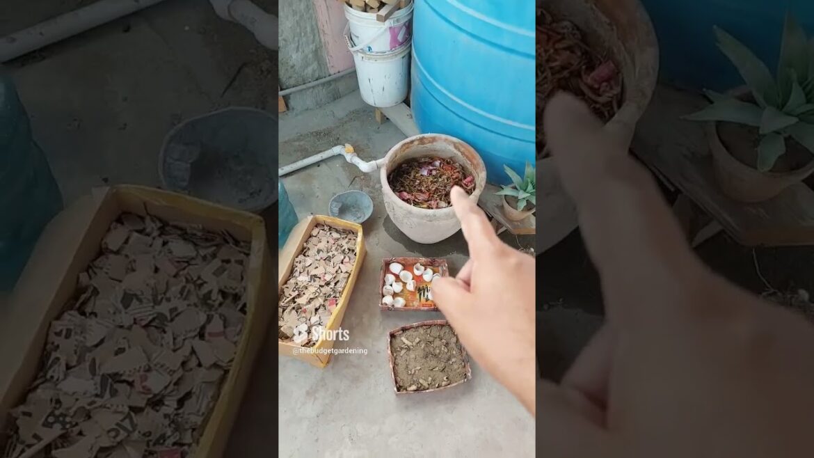 #bestcompost for #kitchengardening #containergardening #shortsvideo