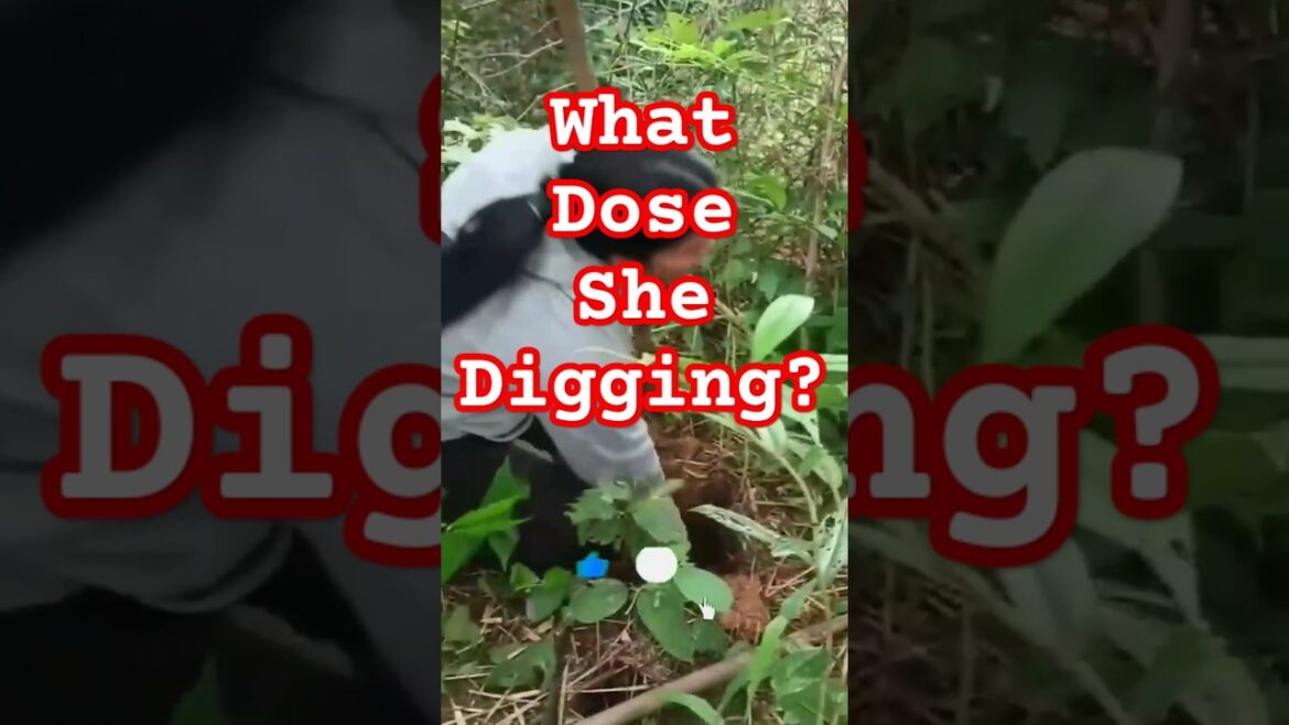 Digging Yam In The Wood