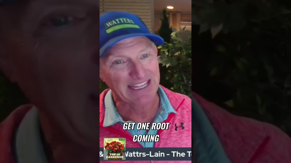 Expert Tips for Planting Pinyon Pines Effectively