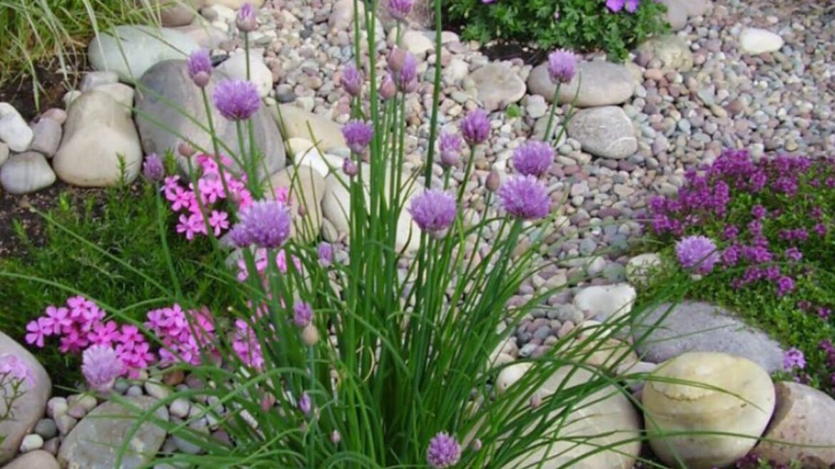 Stone and rock in garden landscaping ideas | Rock & Stone for backyard decor,cozy and inspiring Stone and rock in garden landscaping ideas | Rock & Stone for backyard decor,cozy and inspiring