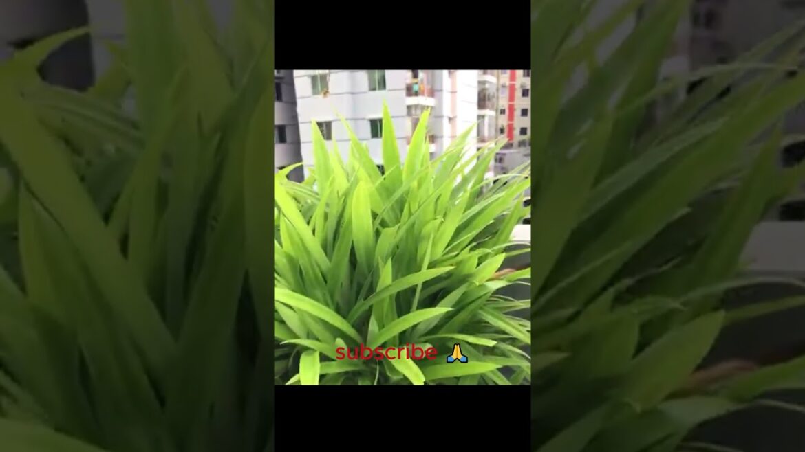 #ছাদবাগানে সুন্দর ২টি পোলাও পাতা গাছ, #beautiful 2 Pulao leaf trees in roof garden