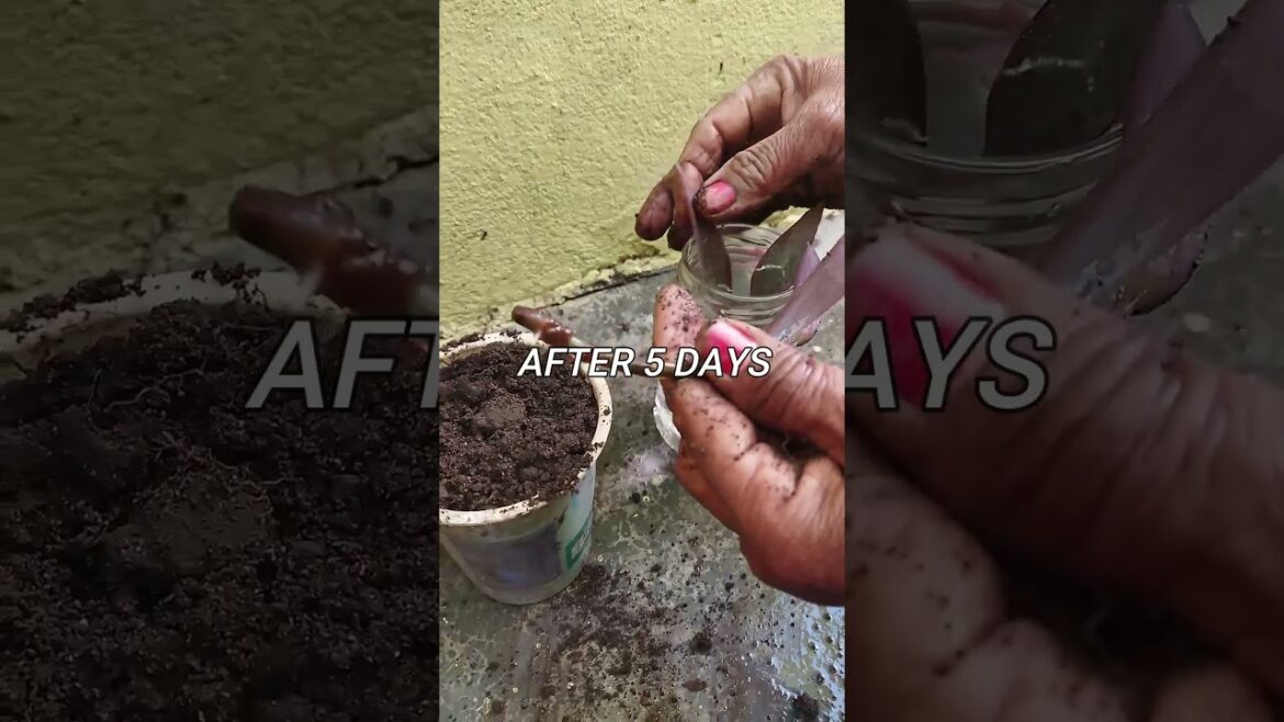 Propagation of Purple heart plant from cutting | Home gardening ideas
