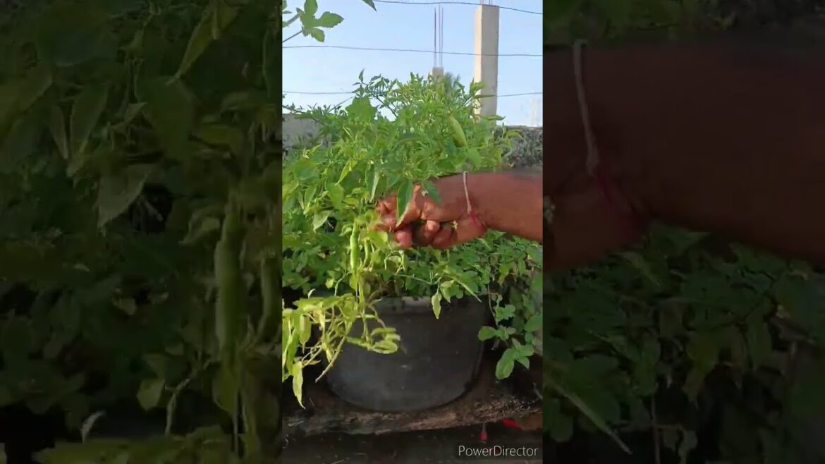 Mini garden 🏡 today harvest #music #gardening
