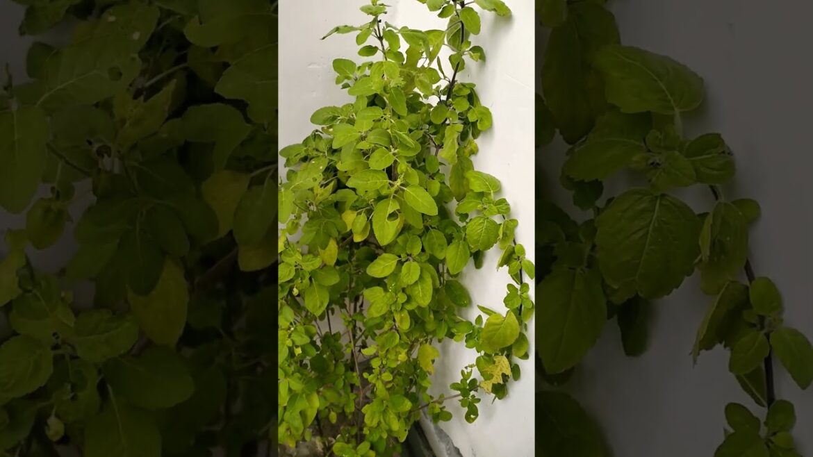#tulsi #gardening #gardening care #plants #gardening tips #tulsi ke upay #garden