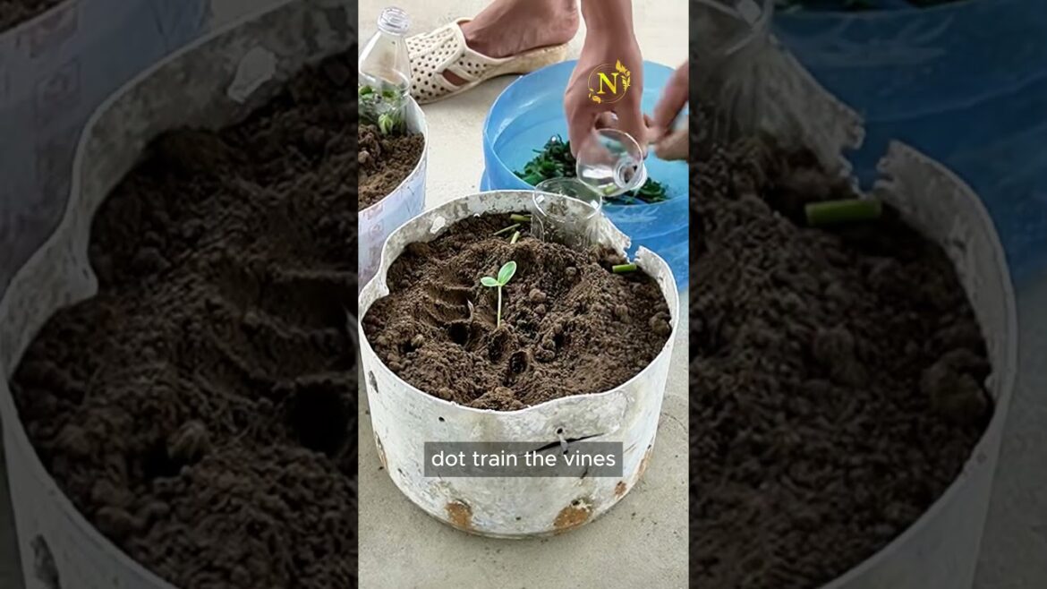 Simple way to grow Watermelon at home