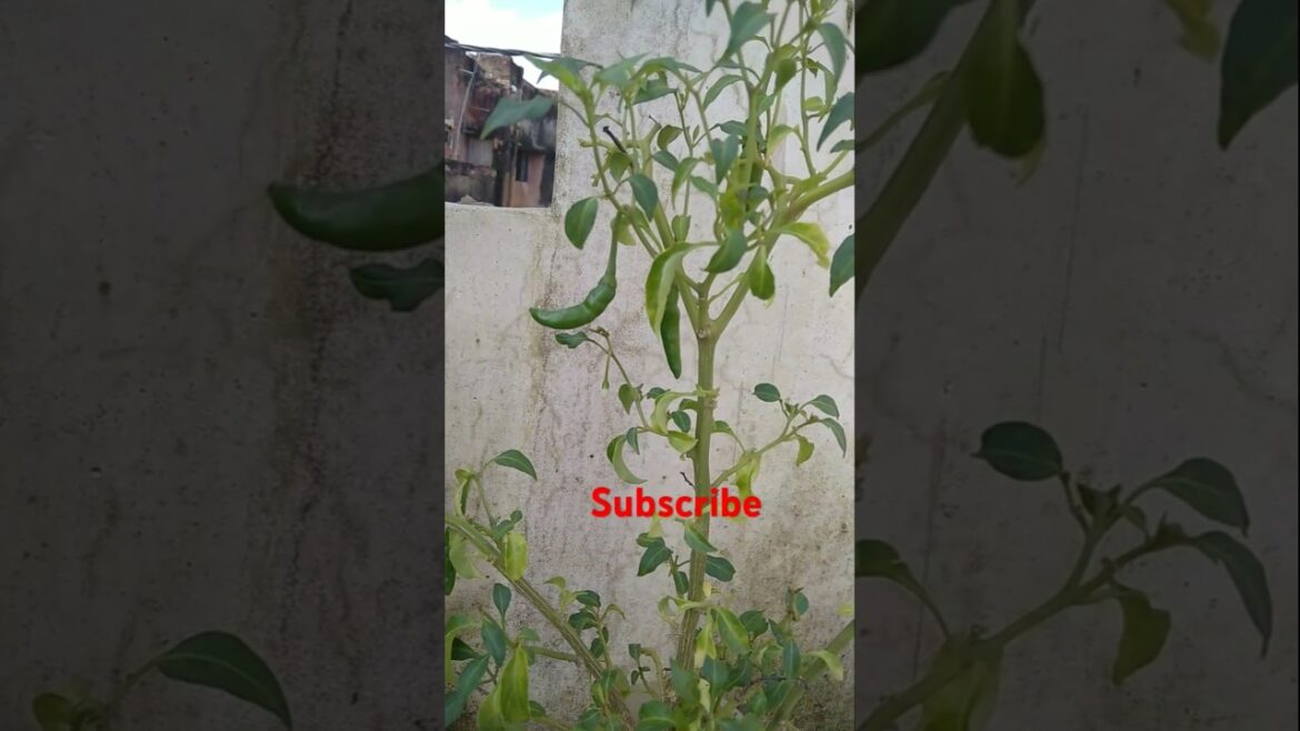 मिर्च#gardening #garden #tips#short #youtube #DivyaShekhar76# terrace garden#ytfeedshorts #trending