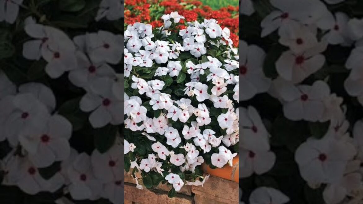 Gardening for beginners tips@JankiMohod #horticulture #gardening