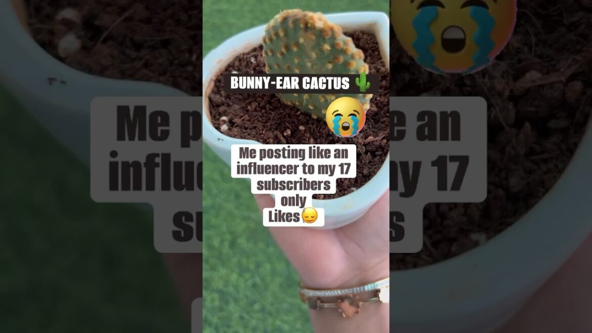 BUNNY-EAR CACTUS 🌵🐰#cactus #youtubeshorts #gardening #plantsplantsplants #punjabisong