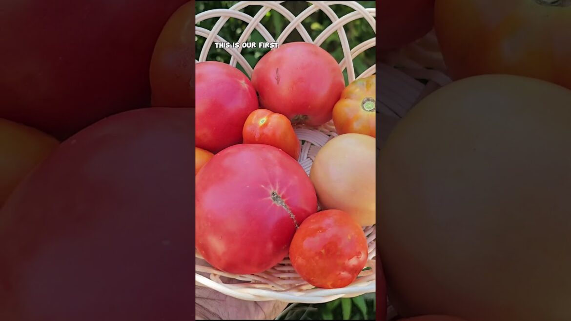 California Gardening: Growing Tomatoes in Fall: Late Summer Planting Tips for a Bountiful Harvest! Growing Tomatoes in Fall: Late Summer Planting Tips for a Bountiful Harvest!