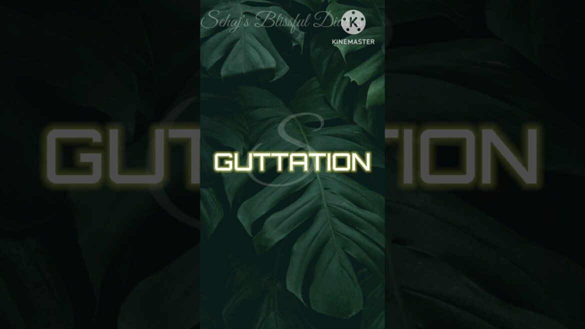 GUTTATION IN PLANTS 🪴- A Beautiful biology concept | Hydathodes |Sehaj’s Blissful Diaries GUTTATION IN PLANTS 🪴- A Beautiful biology concept | Hydathodes |Sehaj's Blissful Diaries