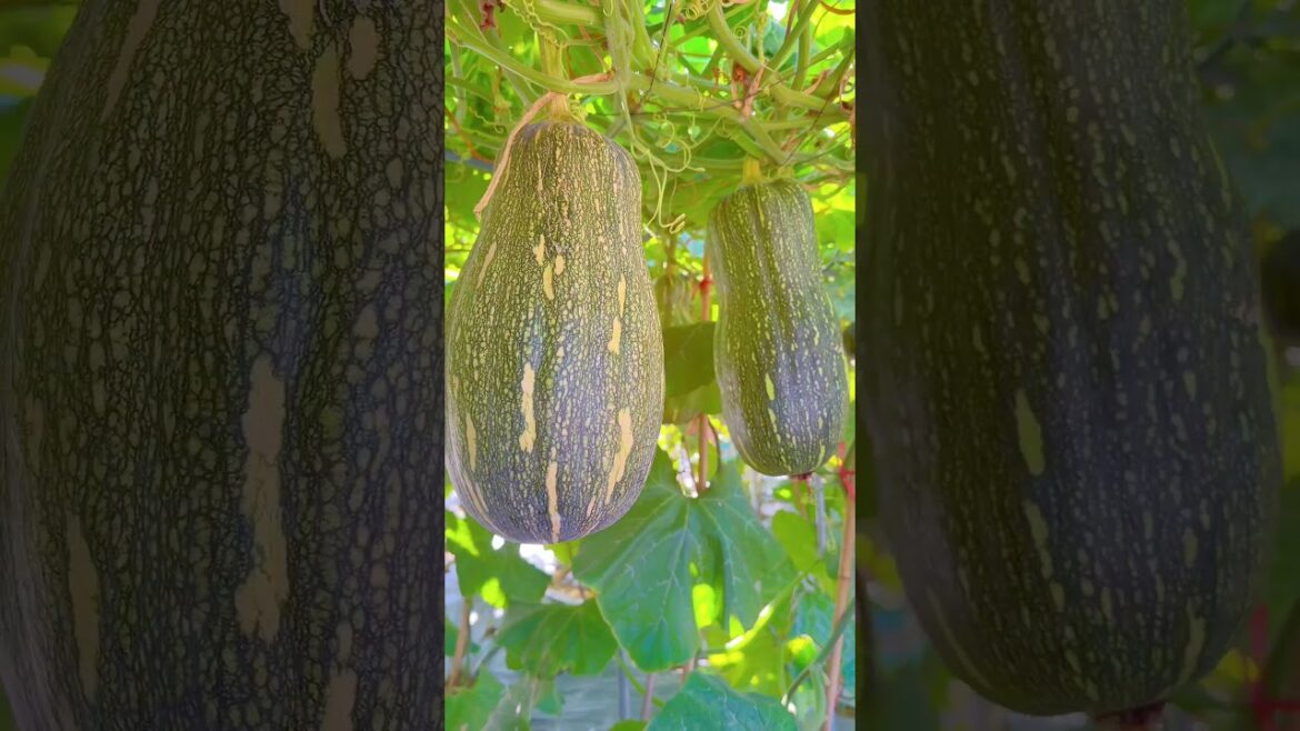 Occasionally go to the vegetable garden to pass the heart